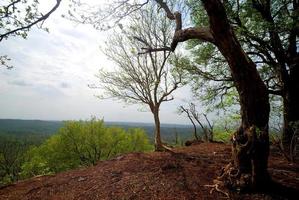 beau paysage avec des arbres photo