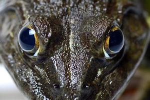 gros plan de grenouille sur fond blanc photo