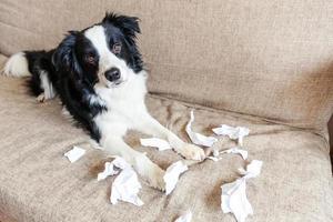 Chiot espiègle et coquin border collie après un méfait mordant du papier toilette allongé sur un canapé à la maison. chien coupable et salon détruit. endommager la maison en désordre et le chiot avec un drôle de regard coupable. photo