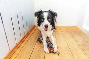 portrait amusant d'un mignon chiot souriant border collie tenant un jouet de corde coloré dans la bouche. nouveau membre charmant de la famille petit chien à la maison jouant avec le propriétaire. concept de soins pour animaux de compagnie et d'animaux. photo