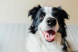 Funny portrait of cute smiling puppy dog border collie on couch photo