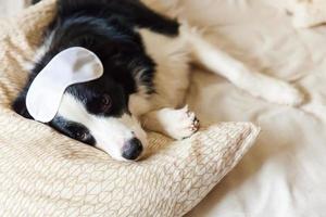 ne me dérange pas laisse moi dormir. drôle de chiot border collie avec masque pour les yeux endormis allongé sur une couverture d'oreiller dans le lit petit chien à la maison allongé et dormant. repos bonne nuit insomnie sieste concept de relaxation photo