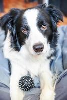 rester à la maison. drôle de portrait de chiot souriant border collie allongé dans un lit de chien à l'intérieur. nouveau membre charmant de la famille petit chien à la maison regardant et attendant. soins aux animaux de compagnie et concept de quarantaine de la vie animale. photo