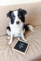 rester à la maison. portrait drôle de chiot mignon sur canapé avec inscription sur le tableau des lettres rester à la maison mot. nouveau membre adorable de la famille petit chien à la maison à l'intérieur. concept de quarantaine de la vie animale pour les soins des animaux de compagnie. photo