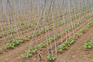 plants de haricots dans un champ horticole photo