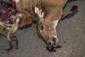 animal mort sur la route heurté par un véhicule, conduire prudemment, accident photo