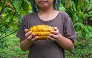 cabosses de cacao et cacao frais entre les mains des cacaoculteurs. photo