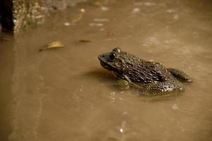 grenouille dans l'eau ou l'étang, gros plan photo