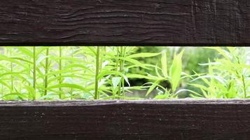 une clôture en bois marron faite de planches horizontales avec de l'herbe verte derrière elle. espace de copie. beau fond de printemps et d'été avec place pour votre texte ou logo. photo