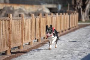 border collie dans la neige par une journée ensoleillée. photo