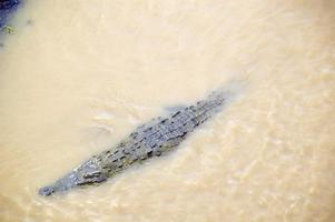 vue aérienne d'un gros crocodile nageant dans une rivière. parc national manuel antonio, costa rica photo