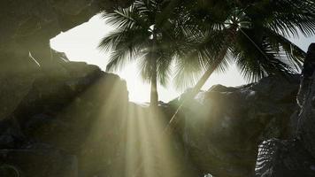 gros palmiers dans une grotte en pierre avec des rayons de soleil photo