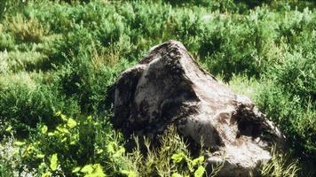 gros rochers sur le terrain avec de l'herbe sèche photo