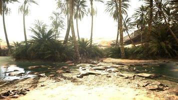 étang d'oasis du désert avec palmiers et plantes photo