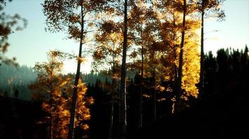 paysage d'automne de montagne avec forêt jaune photo
