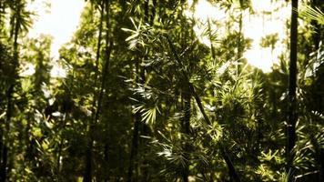 forêt de bambous verts à hawaii photo