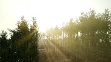 forêt de bambous verts dans les collines photo