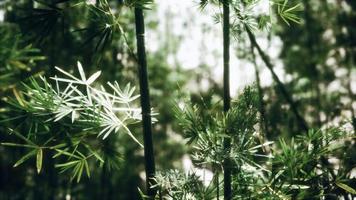 forêt de bambous asiatique 8k avec la lumière du soleil photo