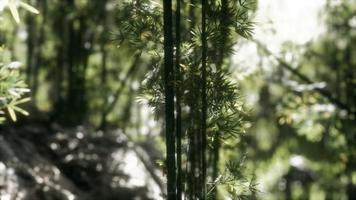 forêt de bambous asiatique 8k avec la lumière du soleil photo