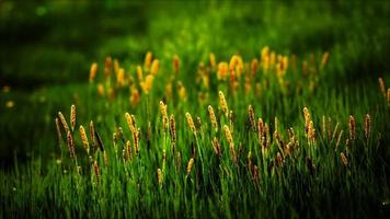 champ avec herbe verte et fleurs sauvages au coucher du soleil photo