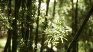 forêt de bambous verts à hawaii photo