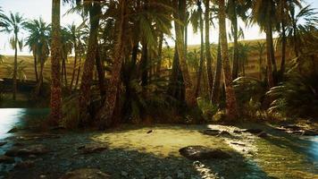 palmiers dans le désert du sahara photo