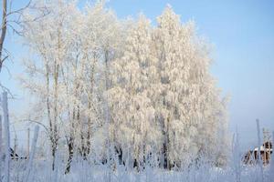 paysage d'hiver. arbres enneigés. photo