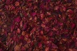 fond de pétales de roses rouges séchées. amour, saint valentin pétales de roses roses rouges sèches. boisson au thé saine photo