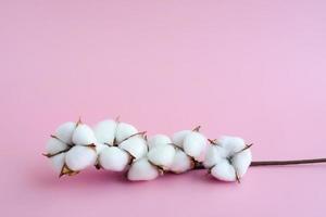 branche de coton sur fond rose, espace copie. boules de coton blanc naturel doux sur brindille de coton sec photo
