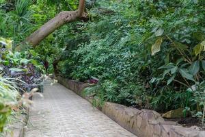 chemin de pierre dans la serre décorative. orangerie tropicale photo