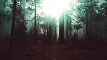 mystérieux conte de fées profonde forêt magique photo