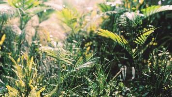 vue rapprochée sur la nature de l'herbe sur le fond tropical photo