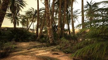 dunes de sable et palmiers dans le désert du sahara photo