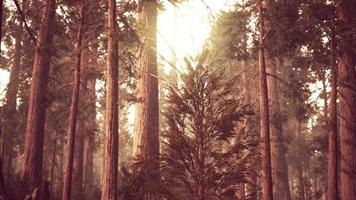 séquoias géants dans la forêt de séquoias photo