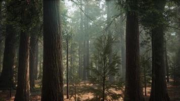 lever du soleil dans les séquoias, general grant grove, sequoia national park photo