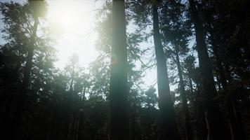 séquoias géants en été dans le parc national de sequoia, californie photo