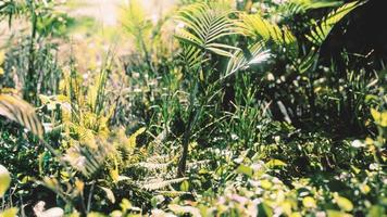 8k bouchent les feuilles vertes de la nature tropicale et l'herbe photo