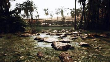 étang d'oasis du désert avec palmiers et plantes photo