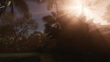 rayons du coucher du soleil à travers les palmiers photo