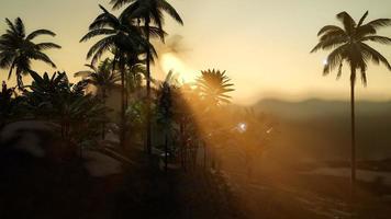 vue sur les palmiers dans le brouillard photo