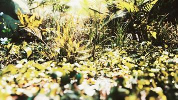 gros plan de la pointe d'un tapis d'herbe à feuilles larges vertes photo