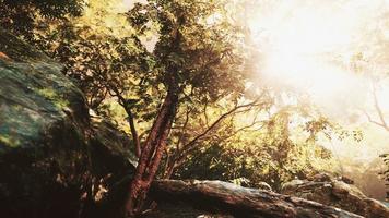 soleil dans une forêt tropicale photo