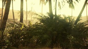 palmiers dans le désert du sahara photo