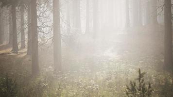 rayons de soleil dans la forêt naturelle d'épinettes photo