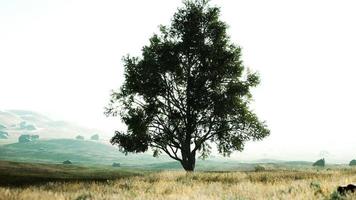 paysage avec une colline et un seul arbre au lever du soleil avec une lumière chaude photo