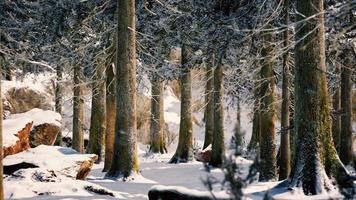 forêt calme d'hiver à la journée ensoleillée photo