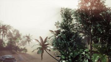 forêt tropicale de palmiers dans le brouillard photo
