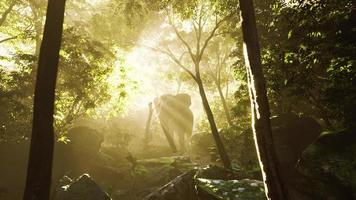 vue au ralenti de l'éléphant à la lumière du soleil photo