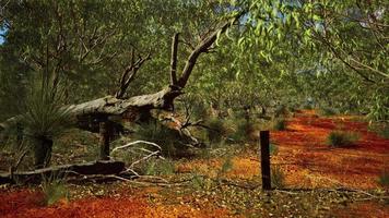 buisson australien avec des arbres sur le sable rouge photo