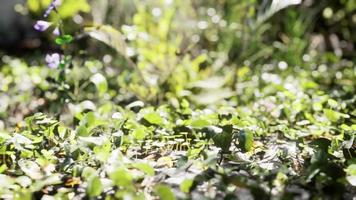 gros plan de la pointe d'un tapis d'herbe à feuilles larges vertes photo